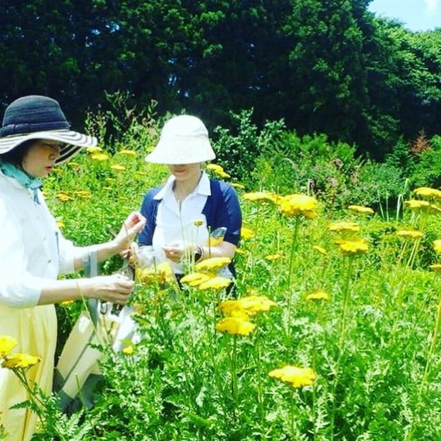[日本アロマ蒸留協会協会員専用]12/3  佐倉ハーブ園園長柴田先生から学ぶハーブのイロハ！コニファー編　触れて感じるハーブ園ツアー＆コニファースワッグ作り
