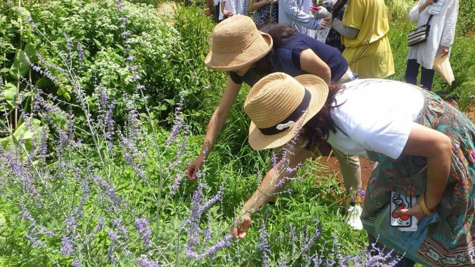 [日本アロマ蒸留協会協会員専用]12/3  佐倉ハーブ園園長柴田先生から学ぶハーブのイロハ！コニファー編　触れて感じるハーブ園ツアー＆コニファースワッグ作り