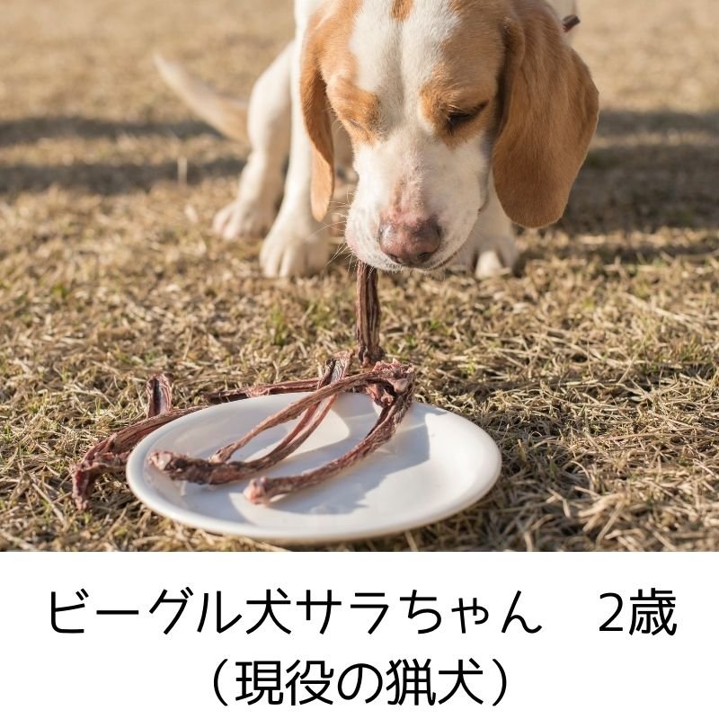 大型犬用：鹿スペアリブ（骨付きバラ肉）かみかみスティック ＜かたさ