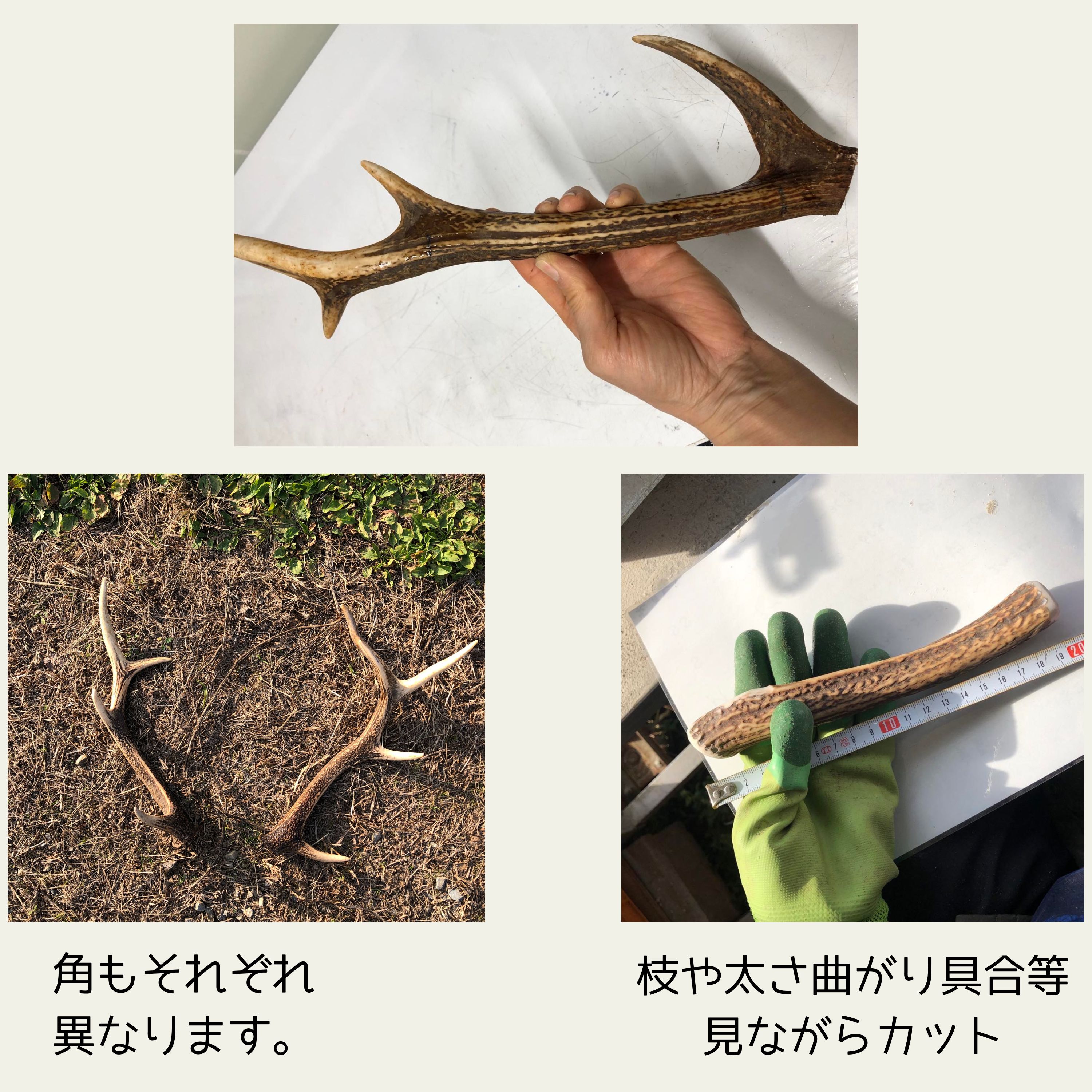 わんこ用/ L鹿角かみかみ 歯垢除去・ストレス解消/天然素材/無添加/10