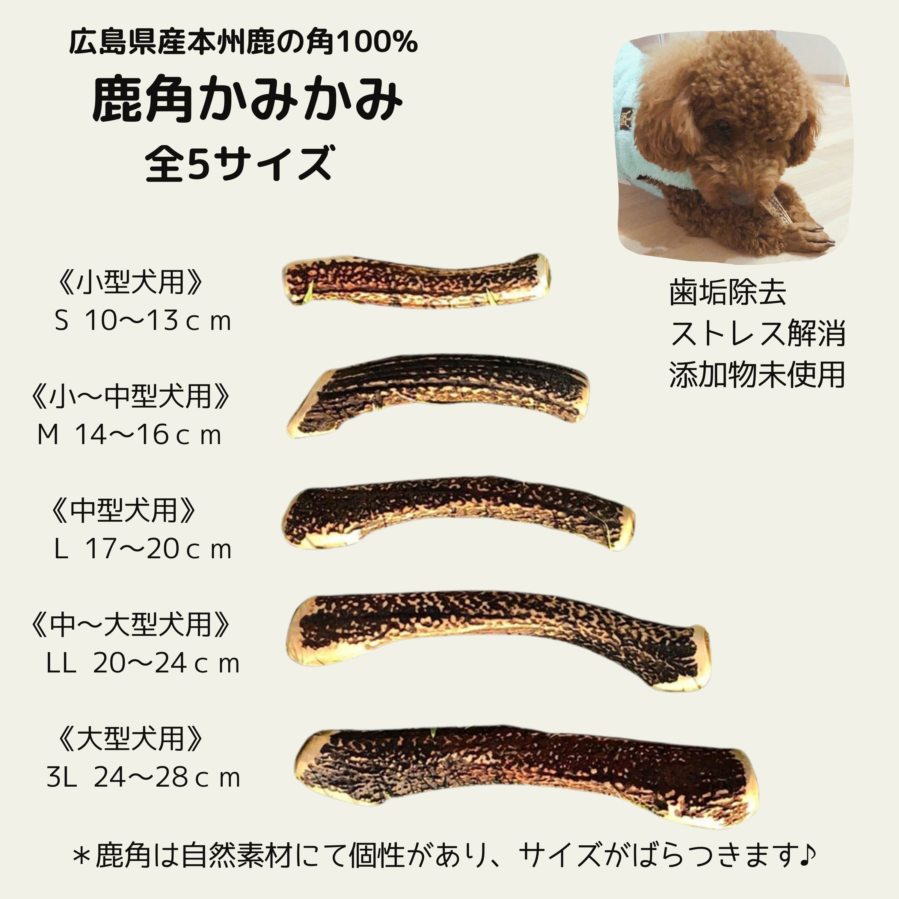 1890〜1920年代アンティーク　 ドイツ製 鹿の犬歯ブレスレット わんこ用/ L鹿角かみかみ 歯垢除去・ストレス解消/天然素材/無添加/10