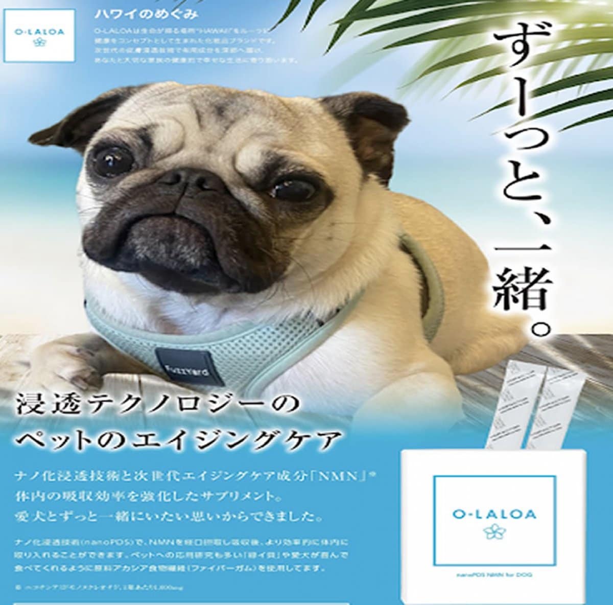 ペットおやつ餌新品未開封まとめ売り♡送料無料♡② ツクツク!!! 通販 | 最もお得な高ポイント還元通販サイト