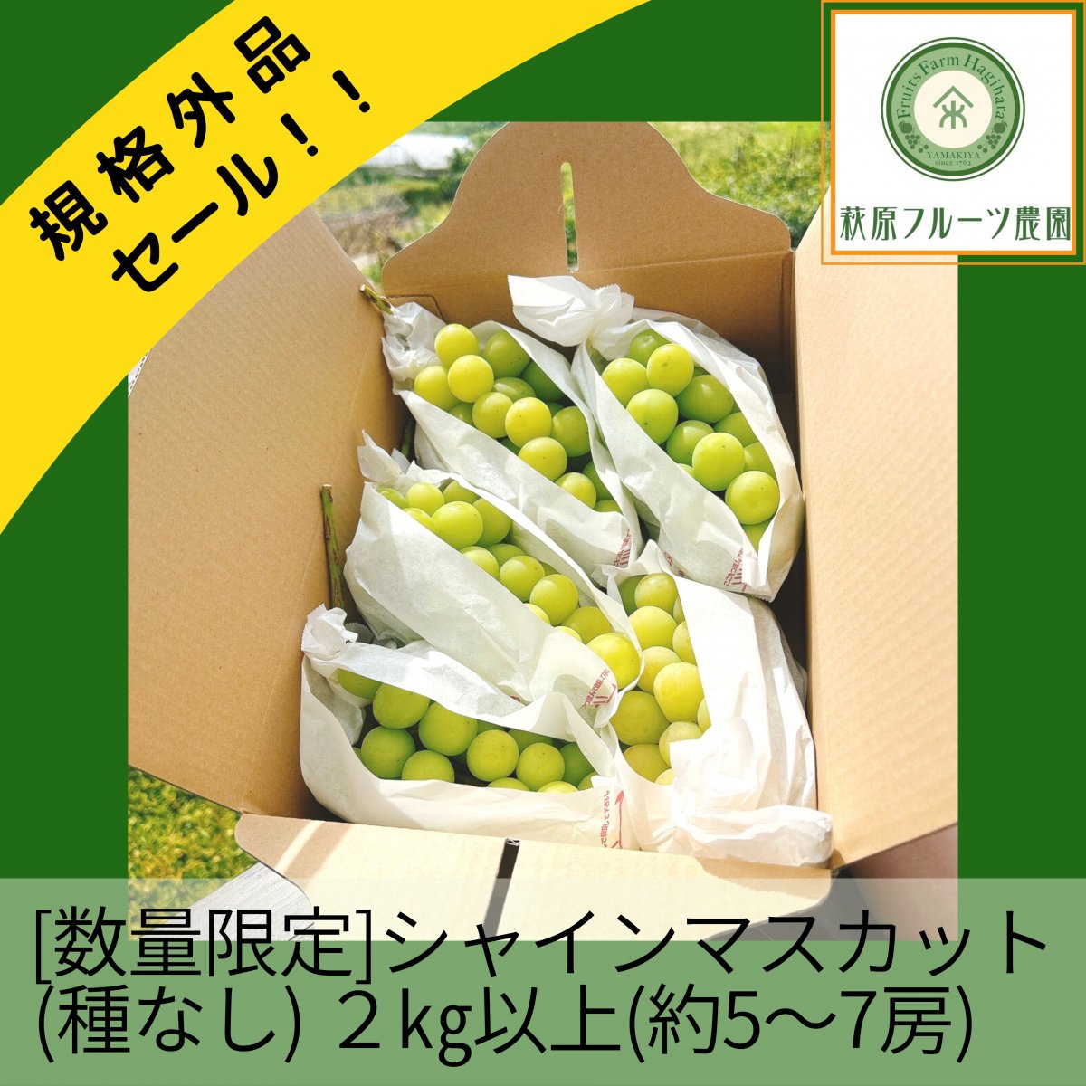【数量限定】規格外品セール！！ シャインマスカット(種なし) ２㎏以上！ (約５〜７房)　（送料・税込み）【萩原フルーツ農園】