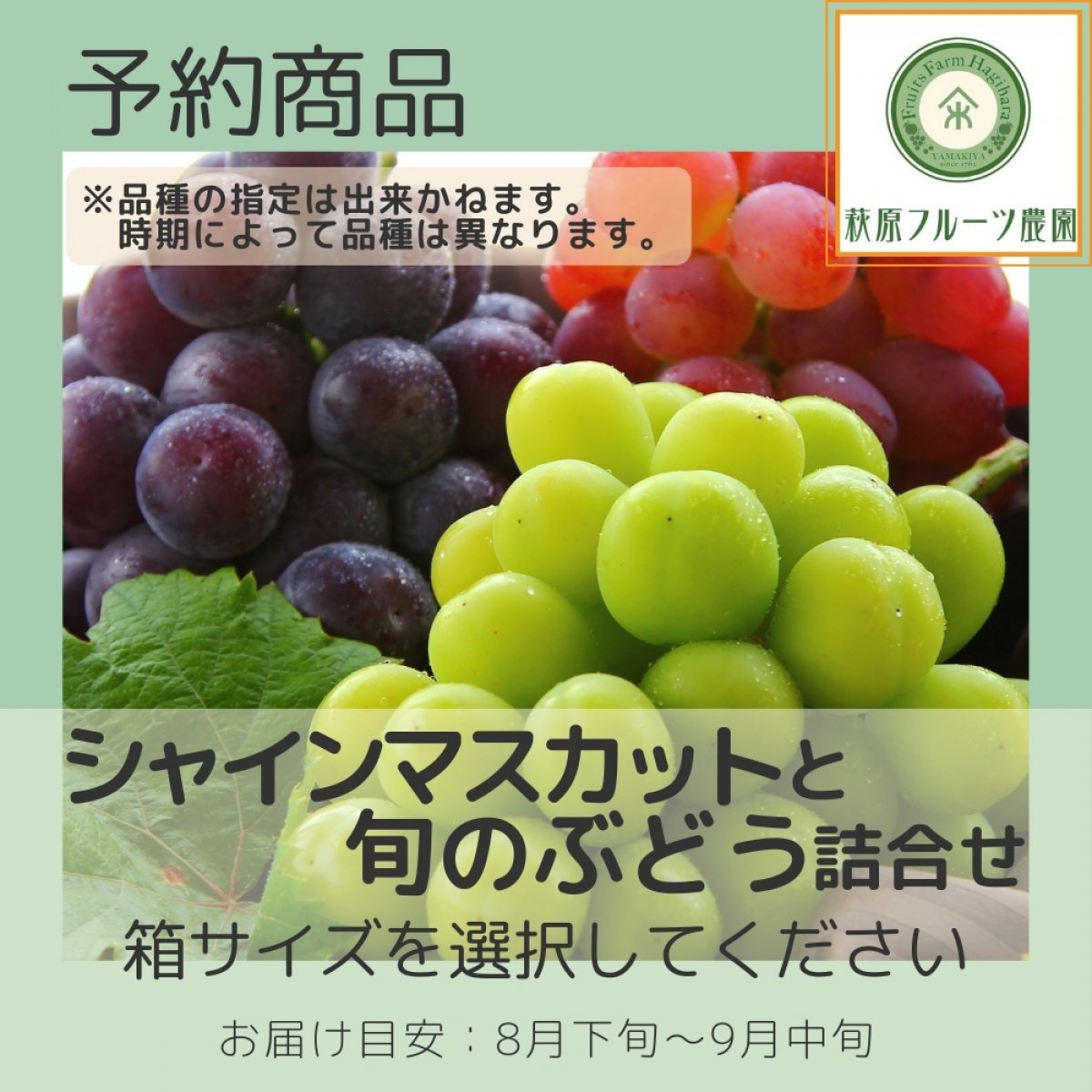 【予約商品】山梨・シャインマスカットと旬のぶどう詰合わせ ≪箱サイズを選択してください≫ (全国一律送料・税 込み) 【萩原フルーツ農園】