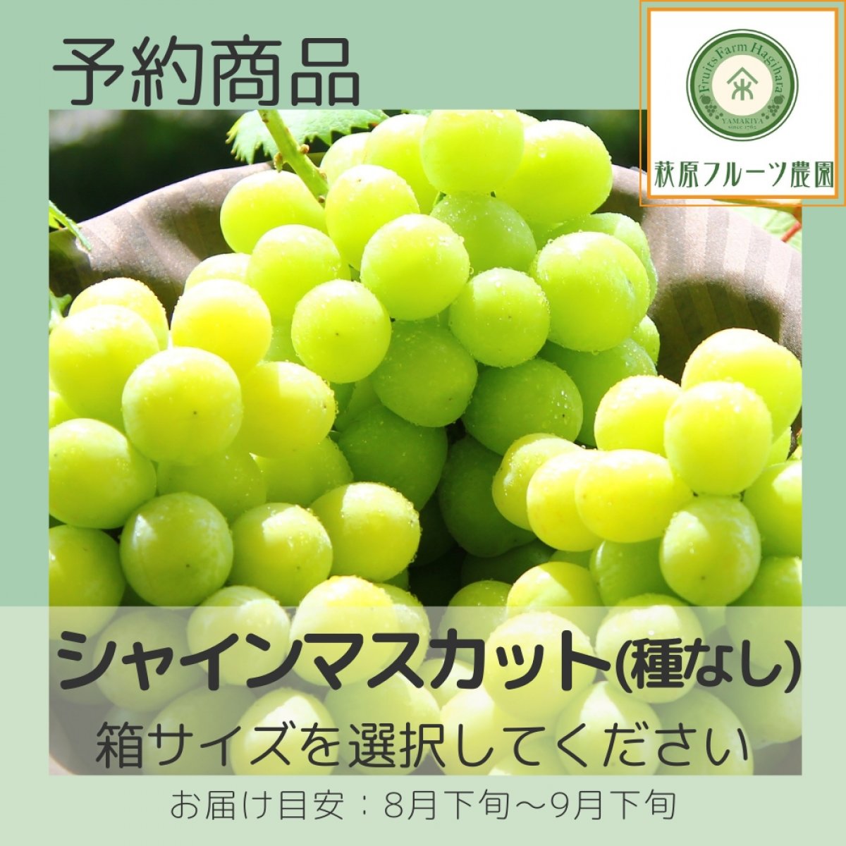 【予約商品】シャインマスカット(種なし) ≪箱サイズを選択してください≫ (全国一律送料・税 込み) 【萩原フルーツ農園】