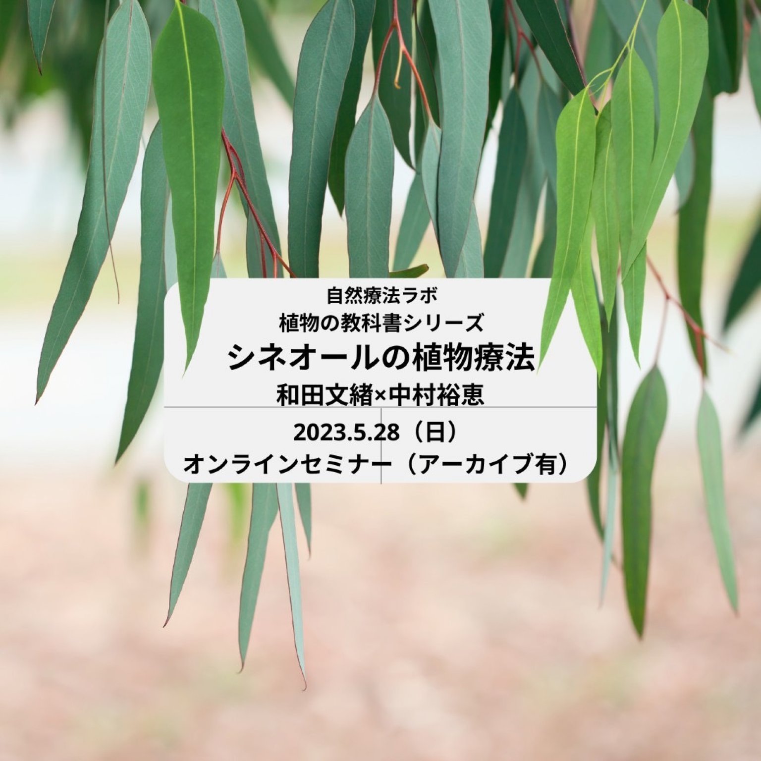 和の植物療法「クロモジ（黒文字）」を知ろう　他｜和田文緖先生×中村裕恵コラボシリーズ