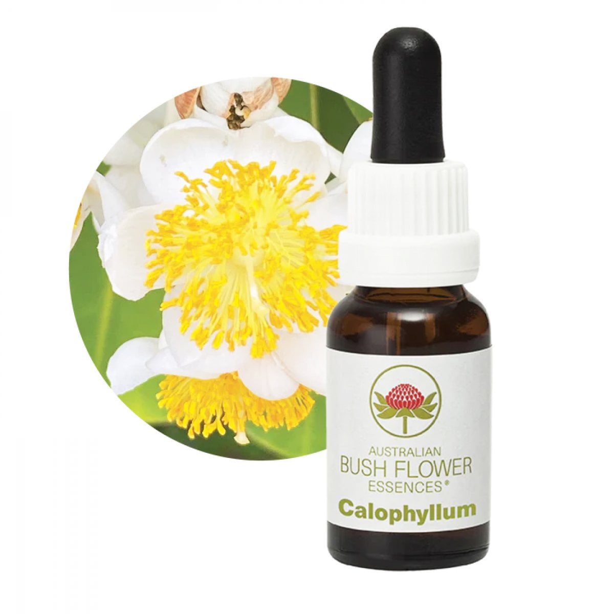 【ファンクラブ特典】シングルエッセンス｜ABFE