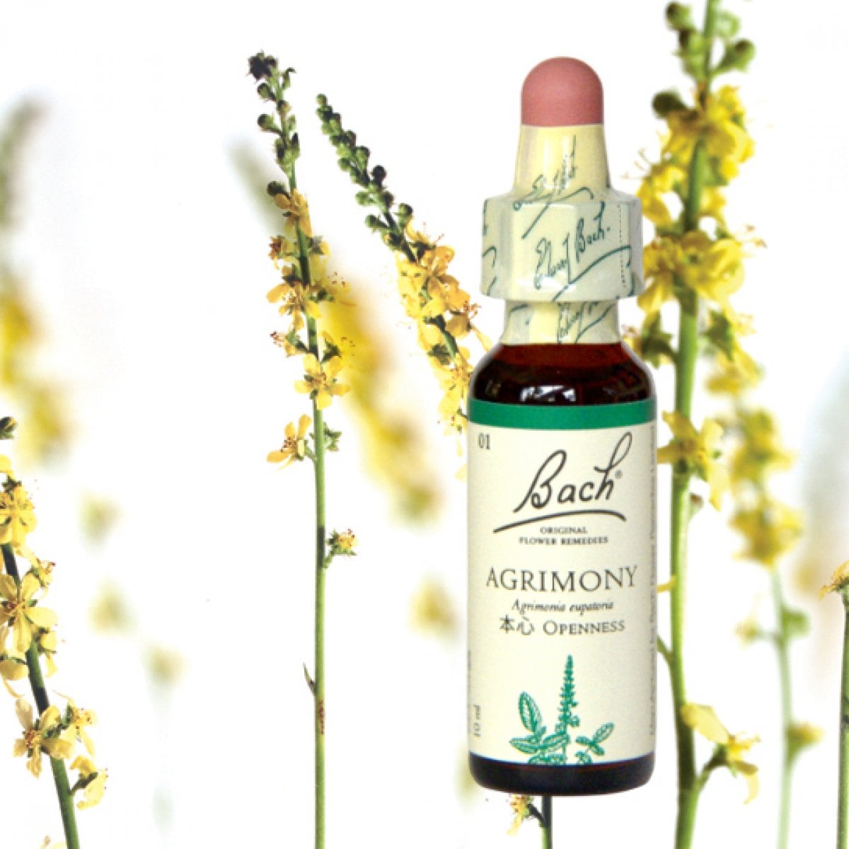 英国バッチフラワーレメディ　アグリモニー〜ラーチ｜プルナマ社