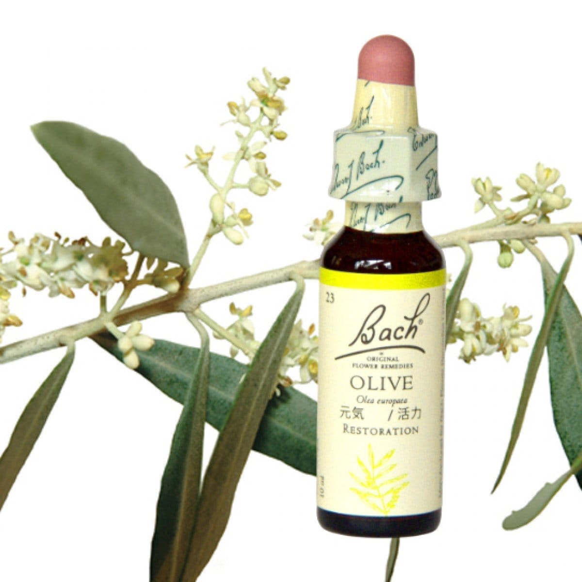 英国バッチフラワーレメディー　ミムラス〜ウィロウ　｜プルナマ社