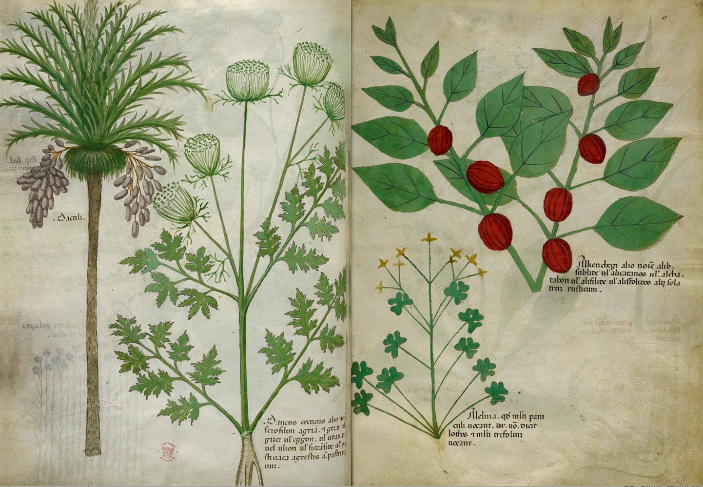 書籍】新装版 ひみつの薬箱 中世装飾写本で巡る薬草の旅