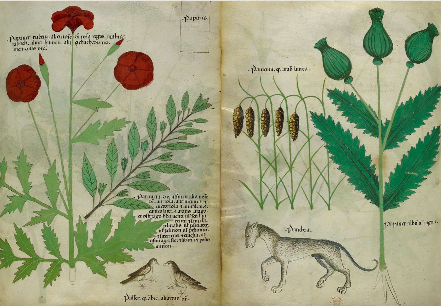 書籍】新装版 ひみつの薬箱 中世装飾写本で巡る薬草の旅