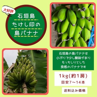 数量限定！！1㎏(1房7〜12本程)石垣島たけし印の島バナナ　※支払い方法は商品概要をよくご覧ください