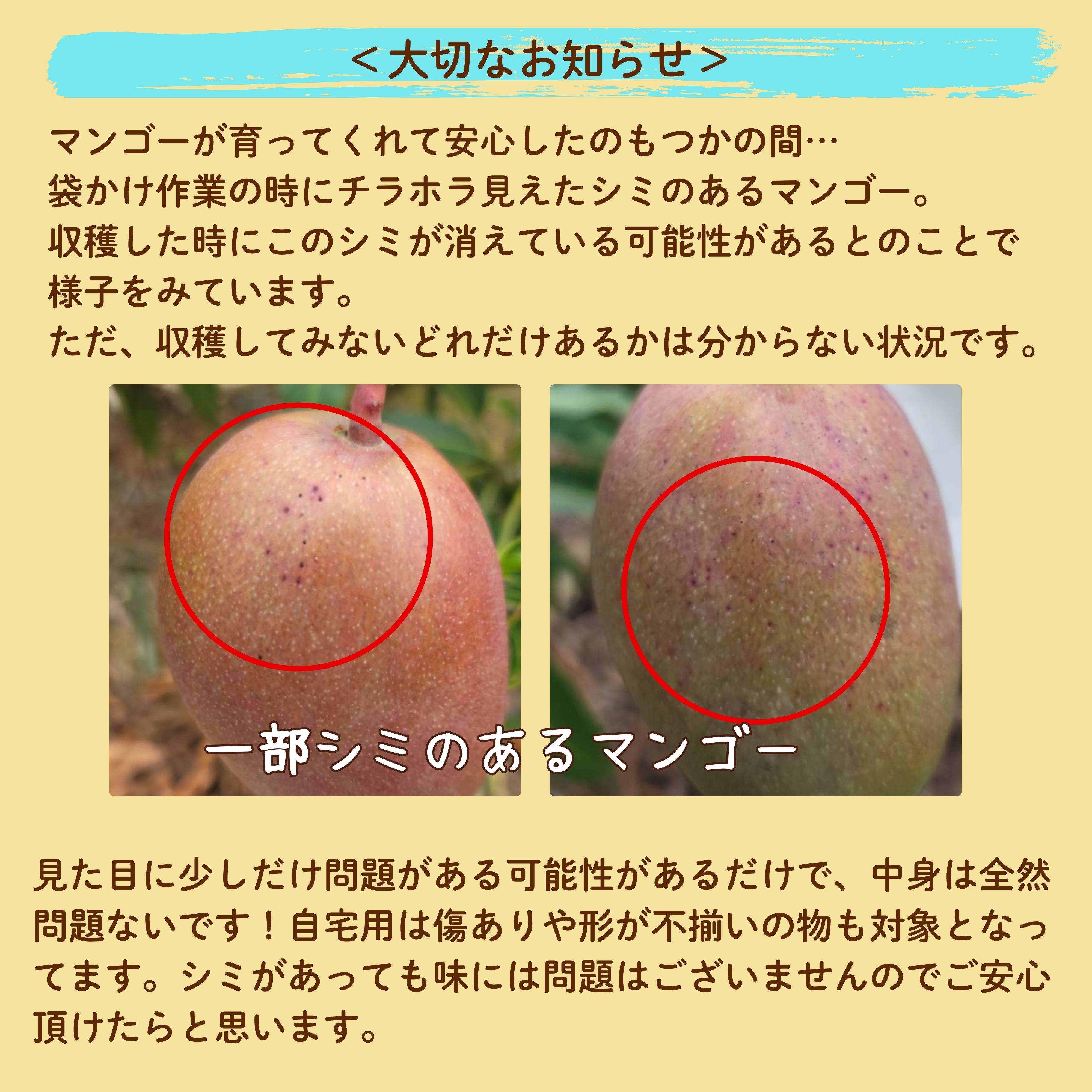 【谷平さま専用】摘果マンゴー 20kg 自宅用＞2㎏(4〜6玉) 石垣島たけしのマンゴー ※支払い方法は商品概要を
