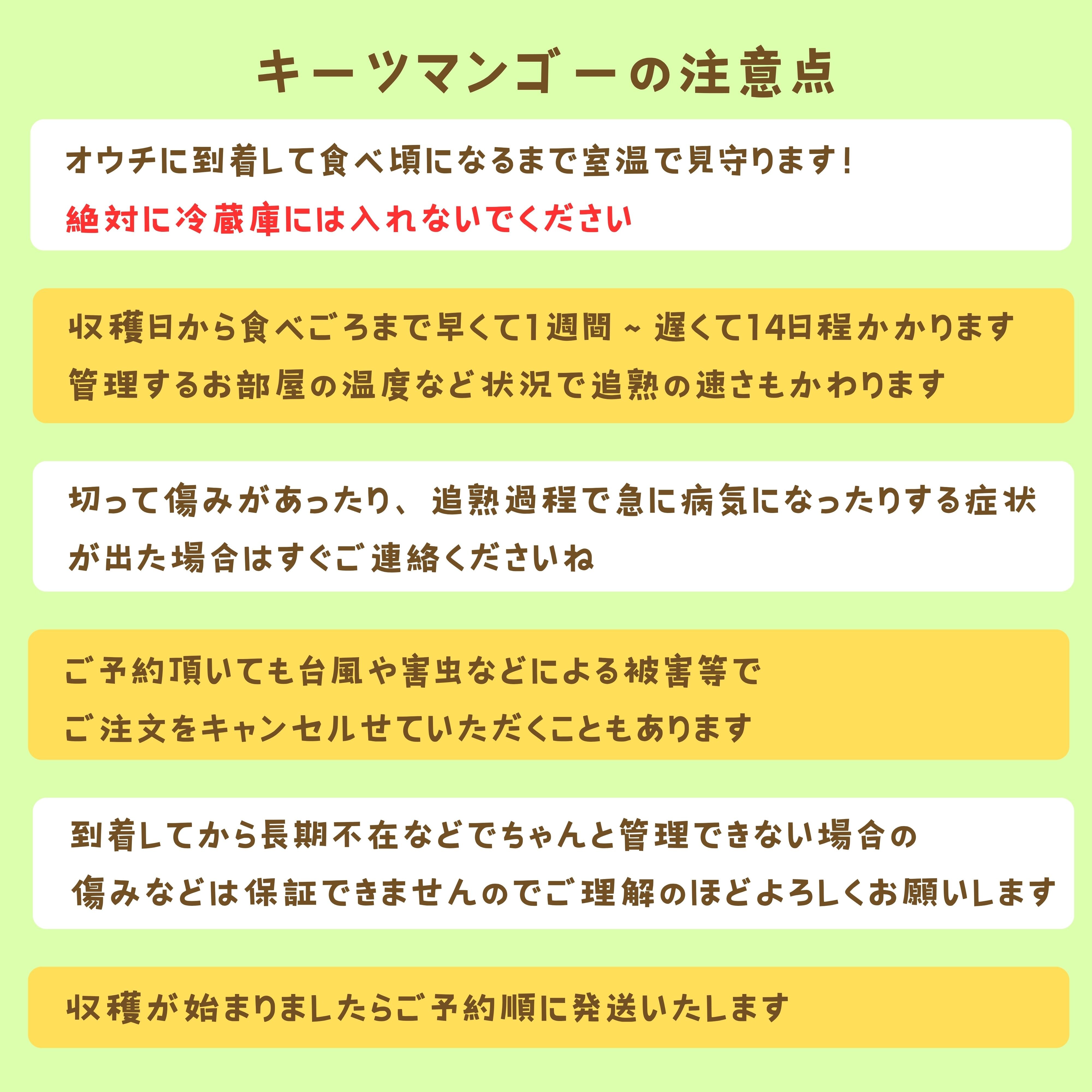 先行予約割引中！初心者おススメ！1.5㎏(2〜3玉)/石垣島たけしの子育て 