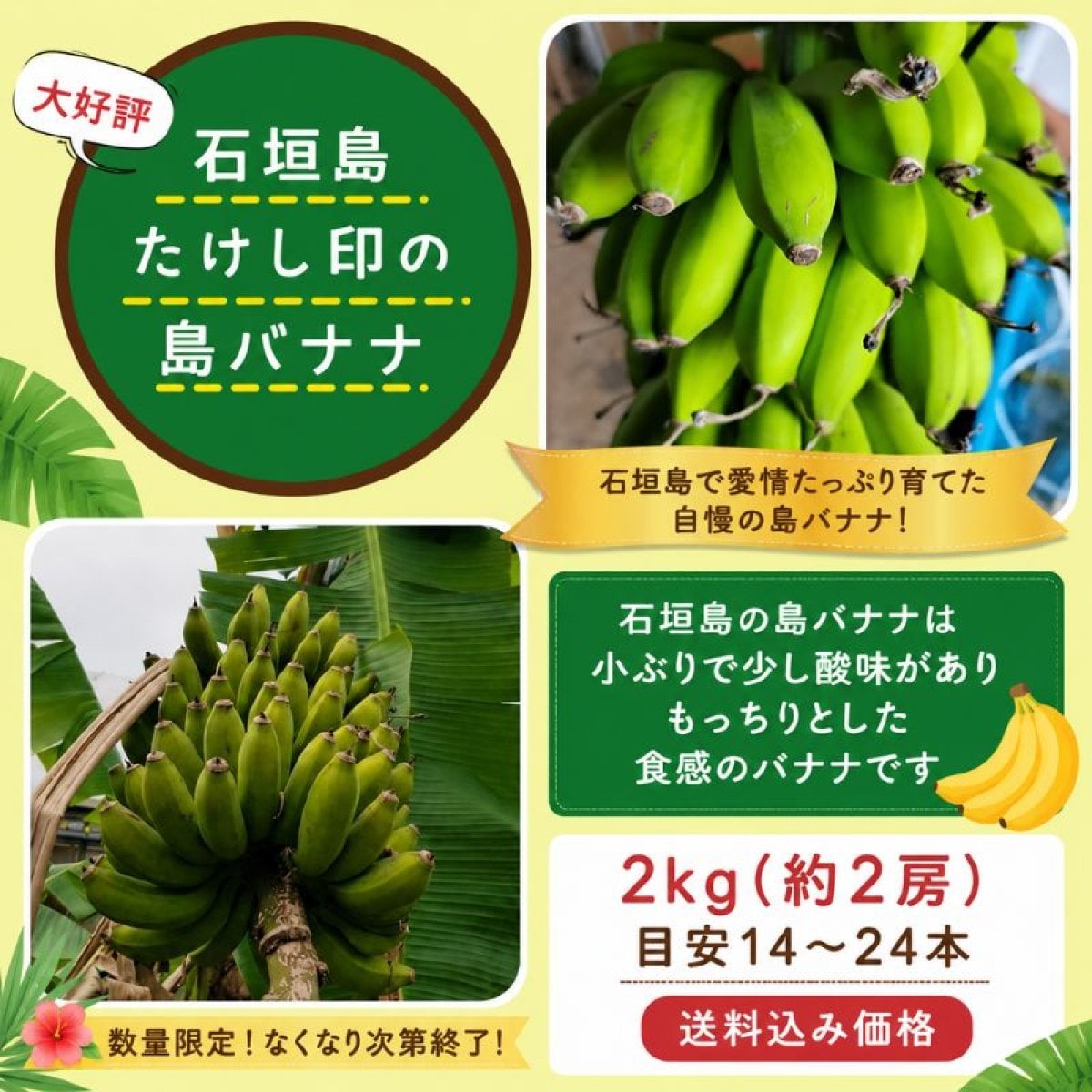 数量限定！！2㎏(2房14〜24本程)石垣島たけし印の島バナナ 　※支払い方法は商品概要をよくご覧ください