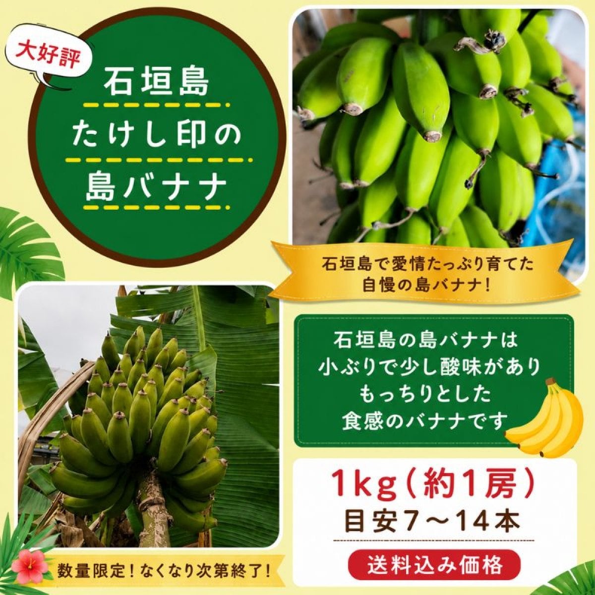 数量限定！！1㎏(1房7〜12本程)石垣島たけし印の島バナナ　※支払い方法は商品概要をよくご覧ください