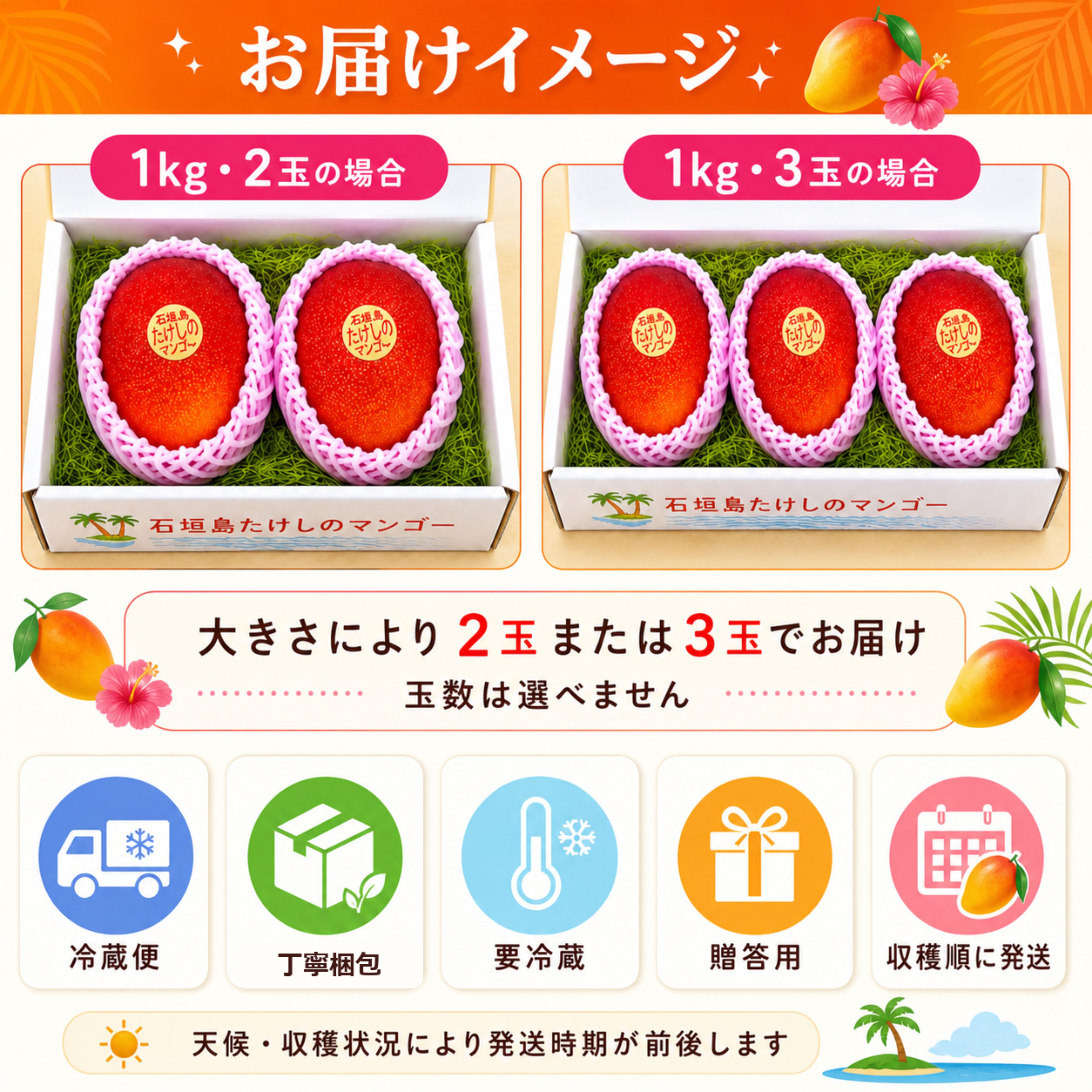 🥭＜贈答用＞1㎏（2〜3玉）石垣島たけしのマンゴー【冷蔵発送】※お