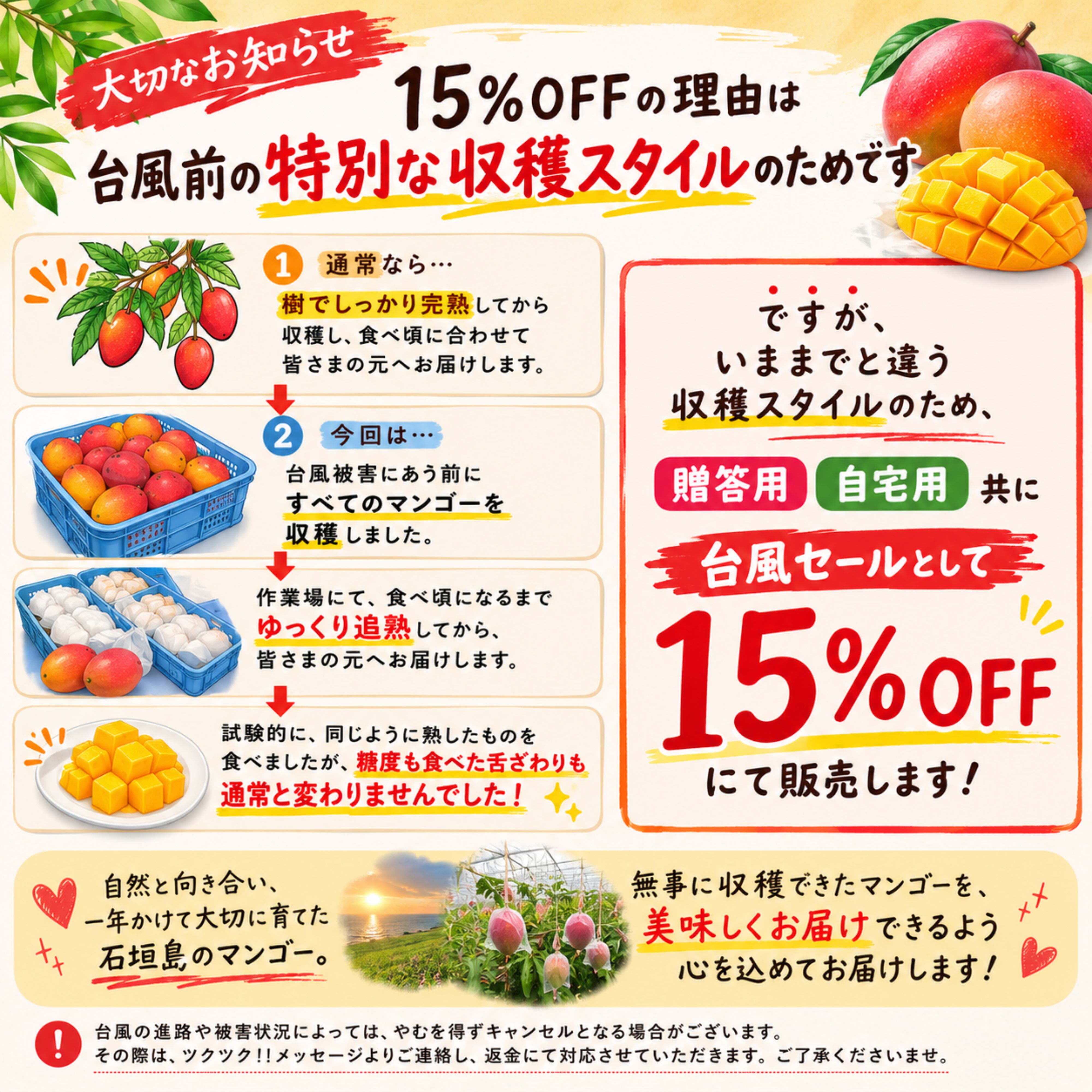 一箱だけ‼️ カリカリ新鮮な摘果マンゴー　12kg 台風セール🥭＜自宅用＞1㎏（2〜3玉）石垣島たけしのマンゴー【冷蔵
