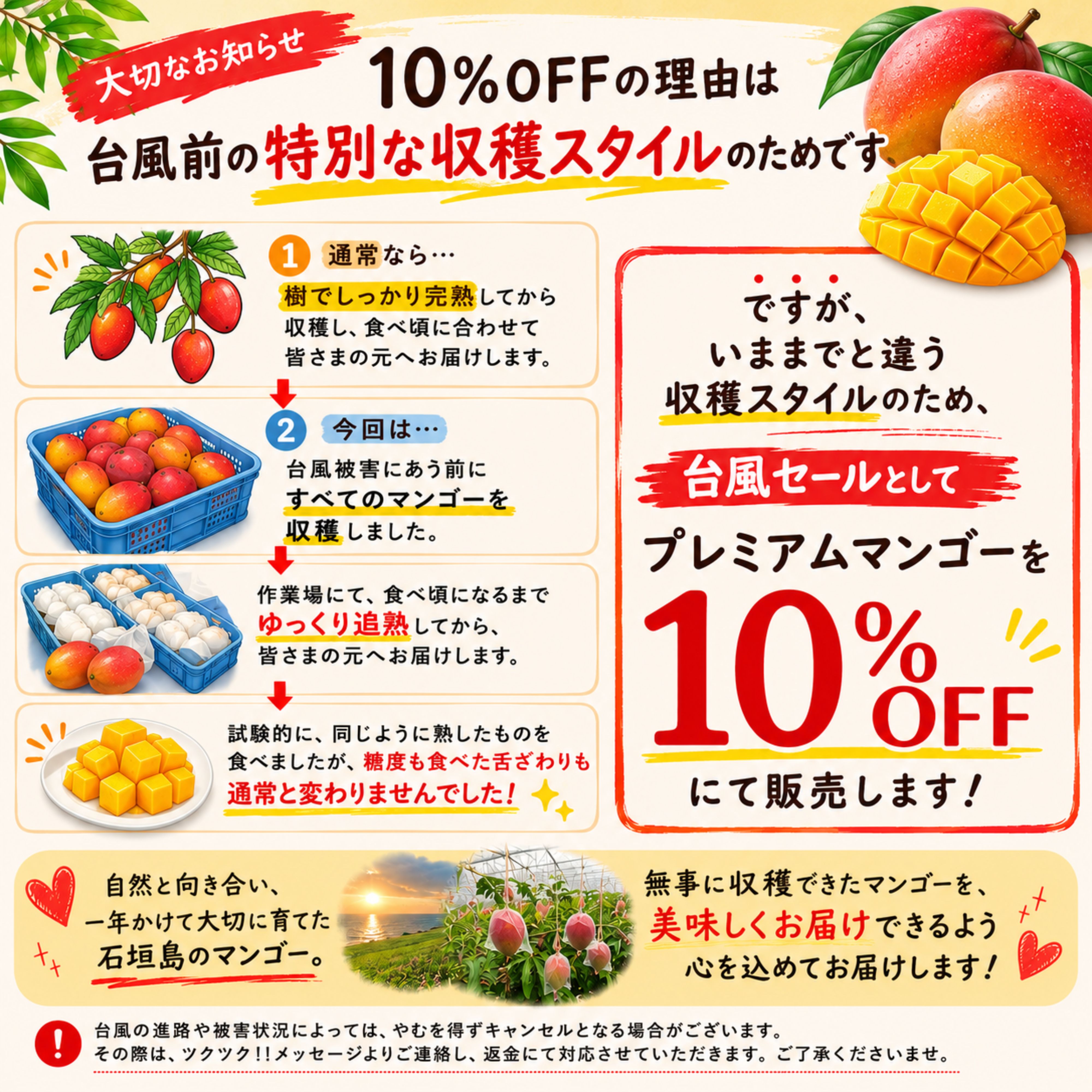 摘果マンゴー　10kg ③ 台風セール👑＜プレミアム＞1㎏（2〜3玉）石垣島たけしのマンゴー