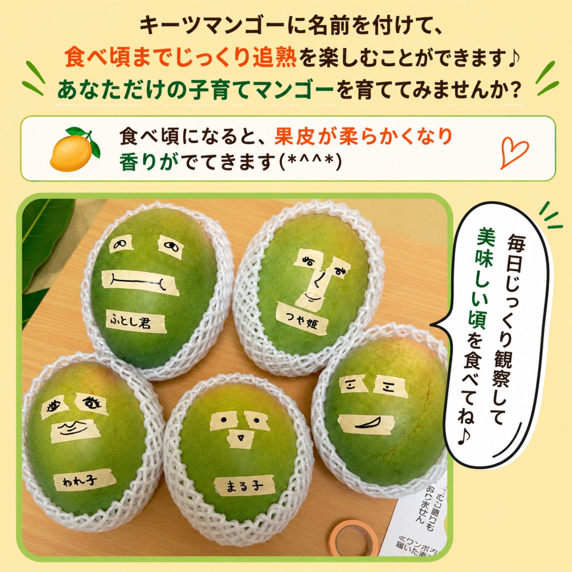 頑張りキーツ！1㎏(1玉)/石垣島たけしの子育てキーツマンゴー／※支払い