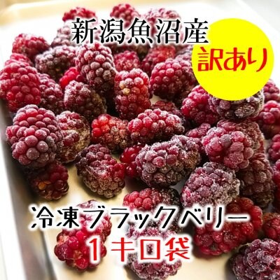 【訳あり処分】新潟魚沼産ブラックベリー1kg/加工用/越季（こしき）