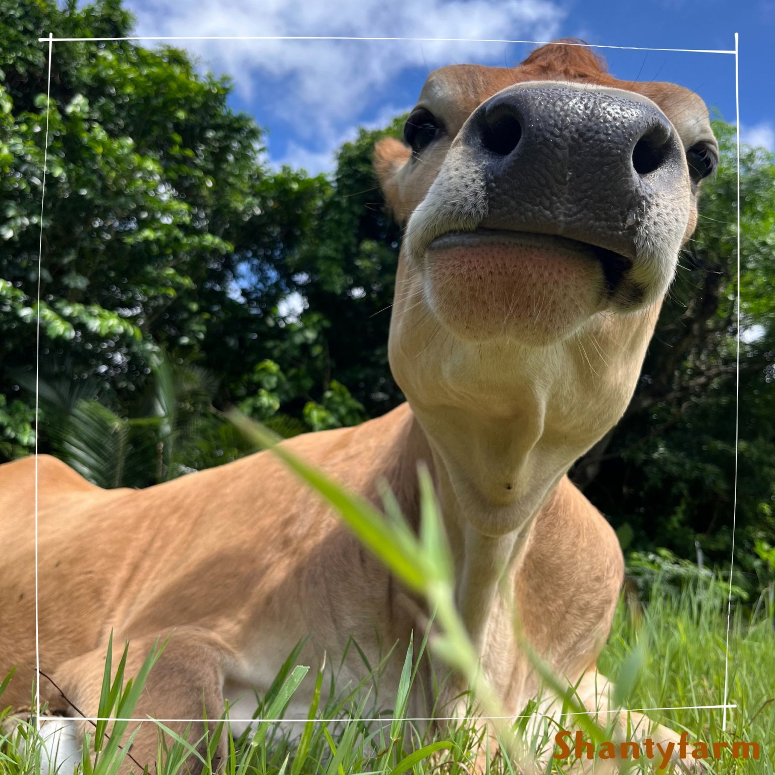 シャンティファームふれあいファミリー【1１月はじまり】