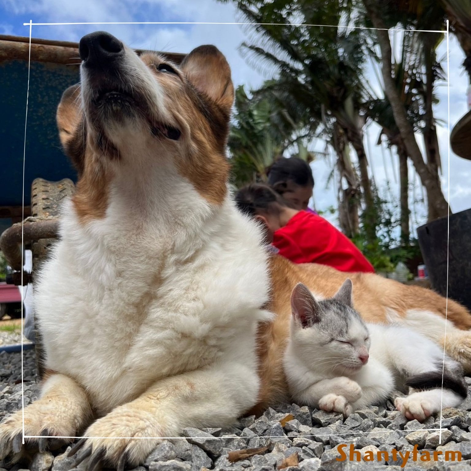 シャンティファームふれあいファミリー【1１月はじまり】