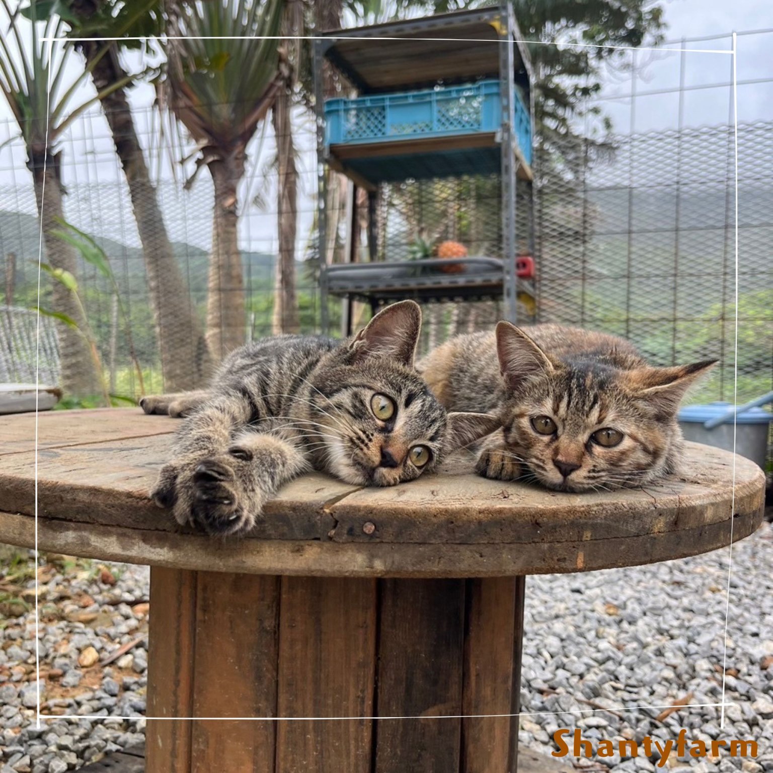 シャンティファームふれあいファミリー【1１月はじまり】