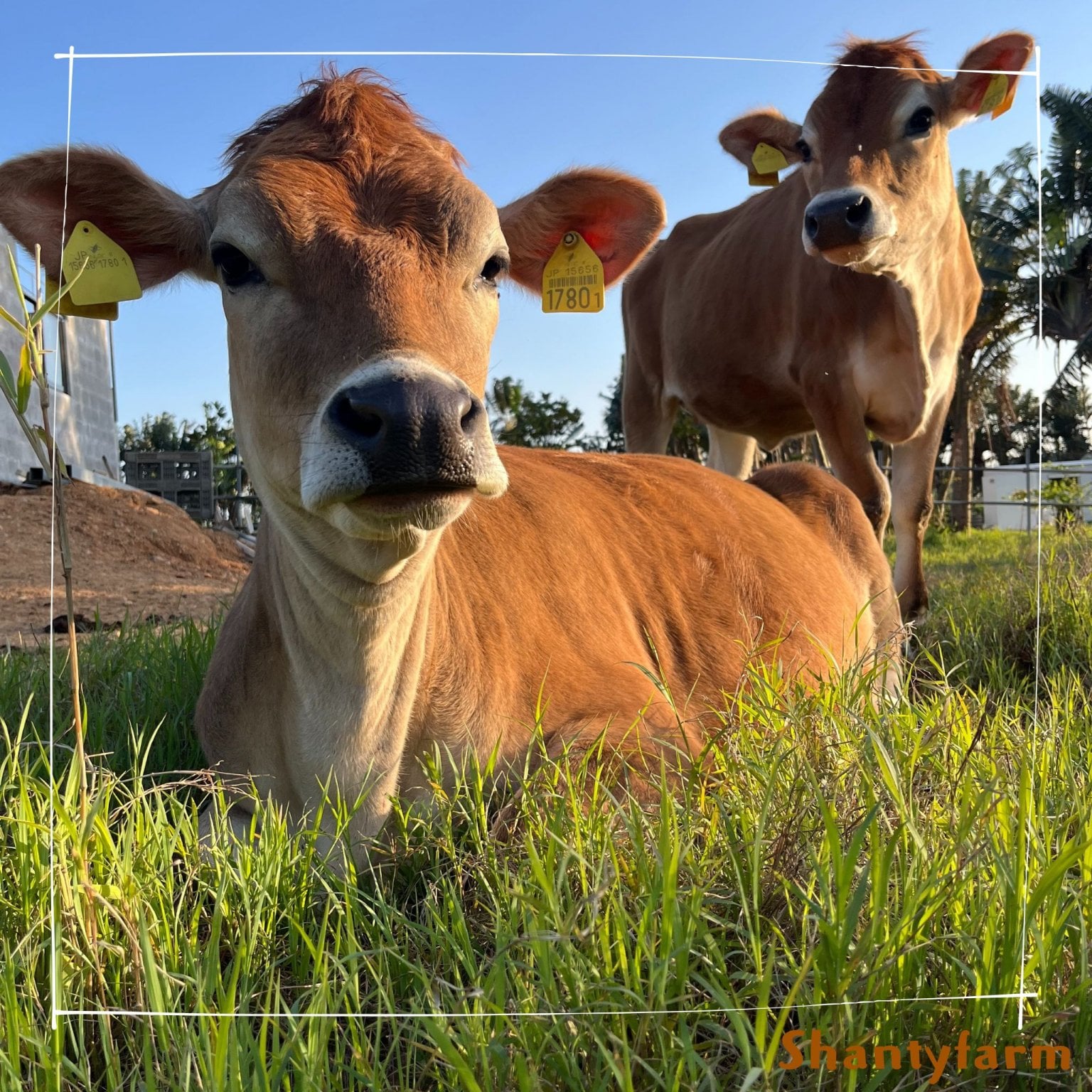 シャンティファームふれあいファミリー【1１月はじまり】