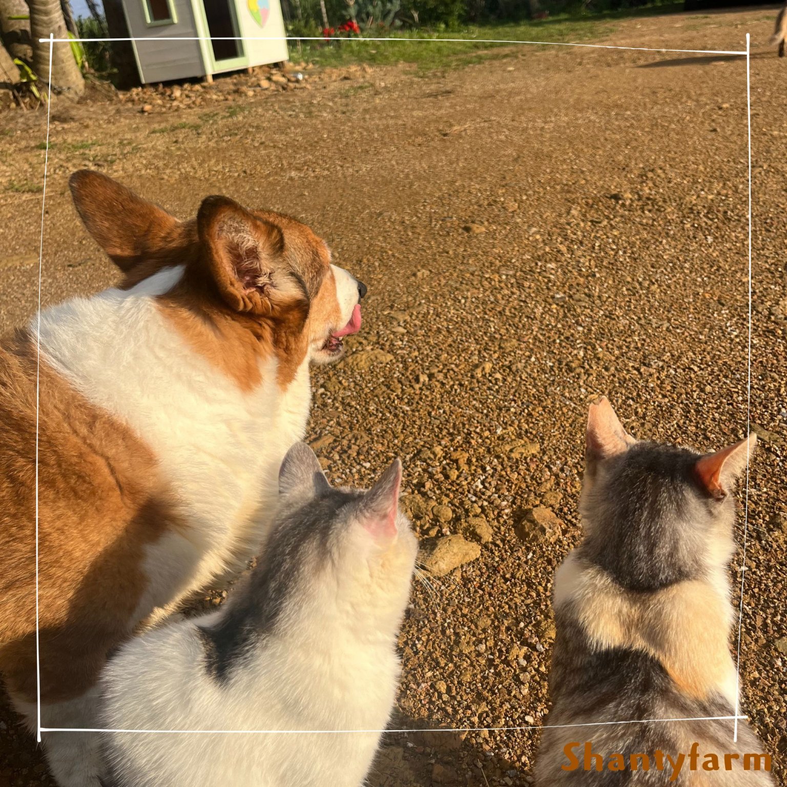 シャンティファームふれあいファミリー【1１月はじまり】