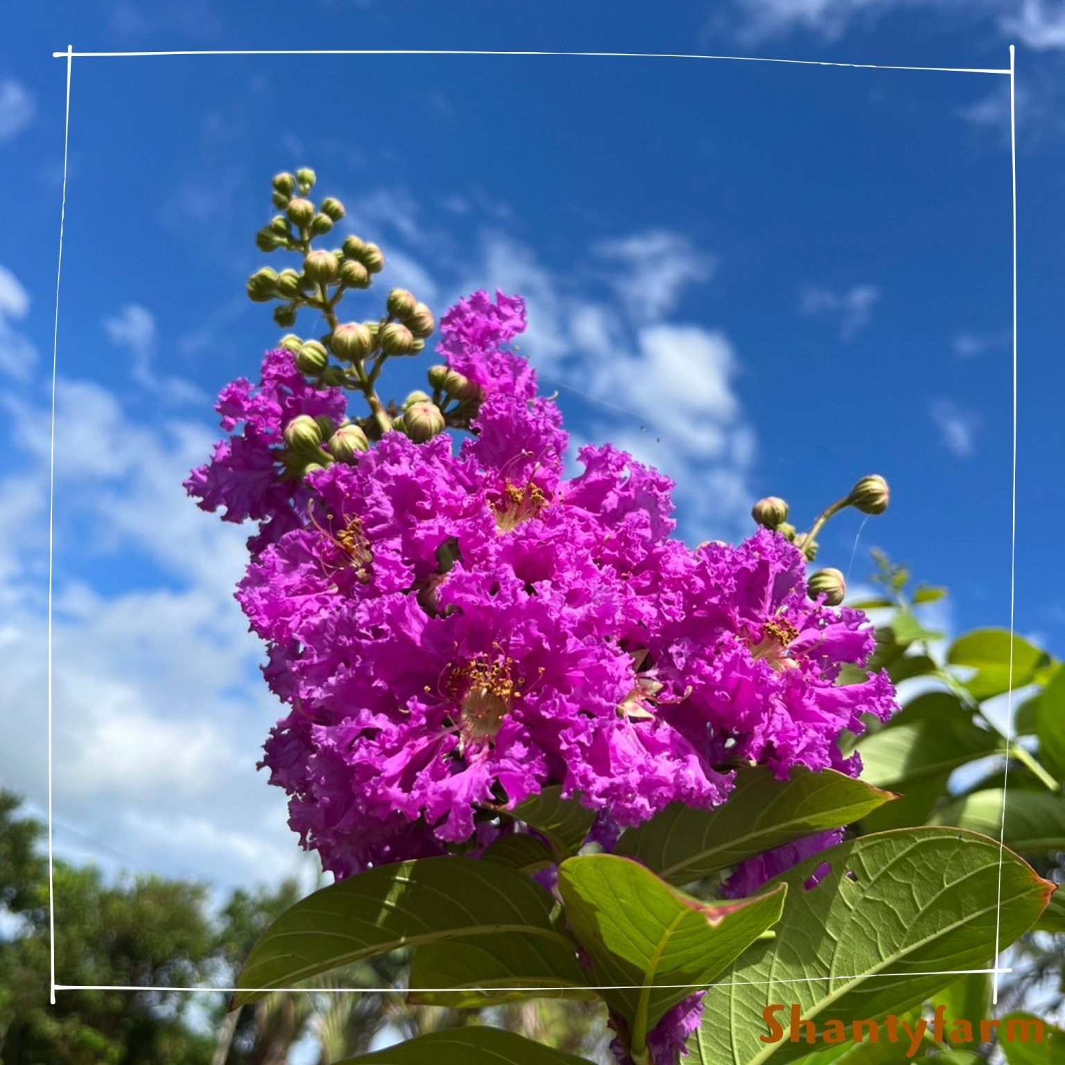 シャンティファームふれあいファミリー【1１月はじまり】