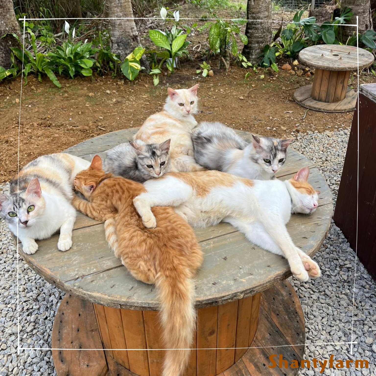 シャンティファームふれあいファミリー【1１月はじまり】