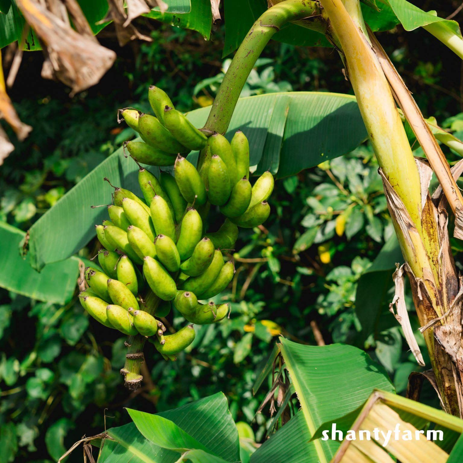 石垣島産 無農薬 島バナナ　１ｋｇ（自然栽培）│Shanty Farm🍌🌿