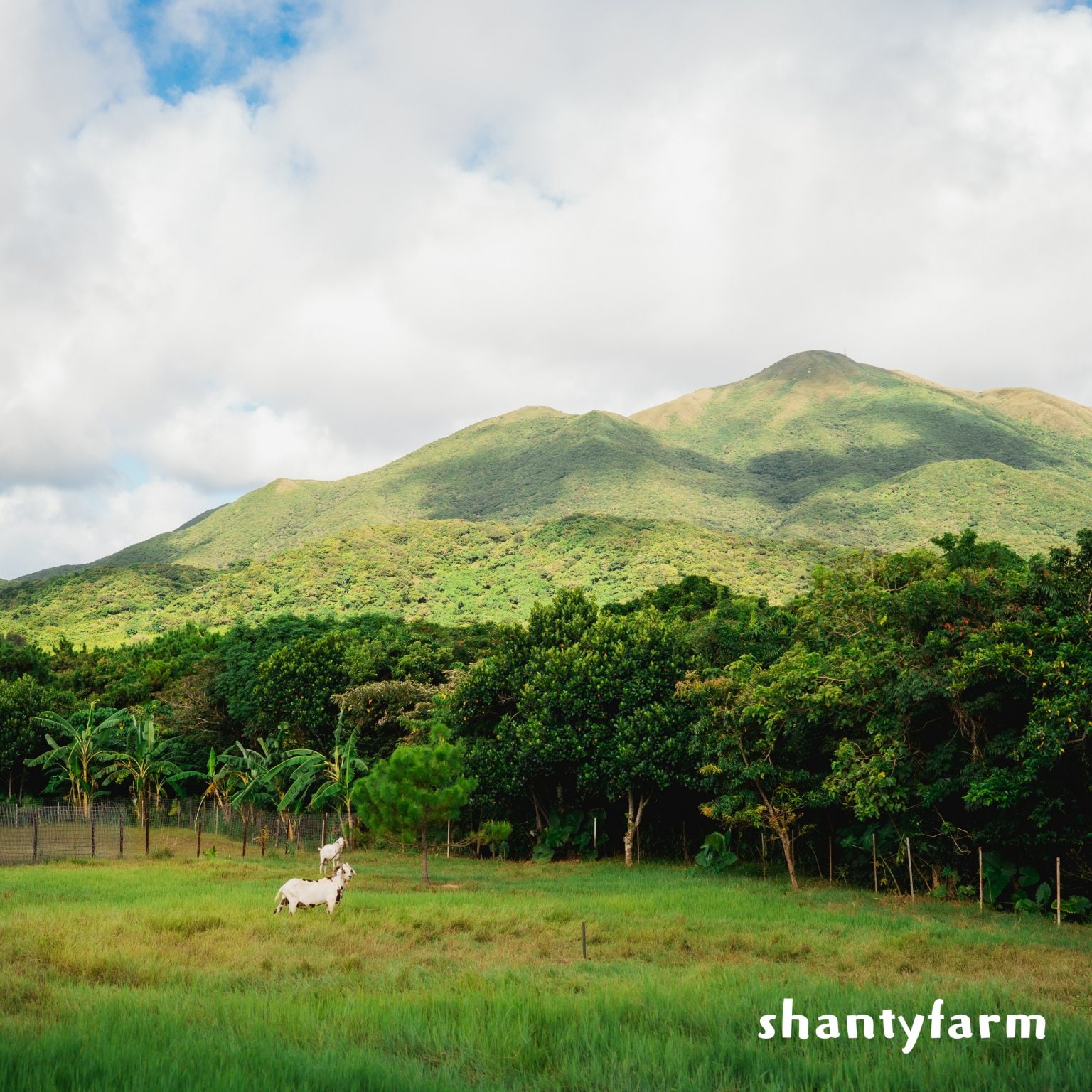 石垣島産 無農薬 島バナナ　１ｋｇ（自然栽培）│Shanty Farm🍌🌿