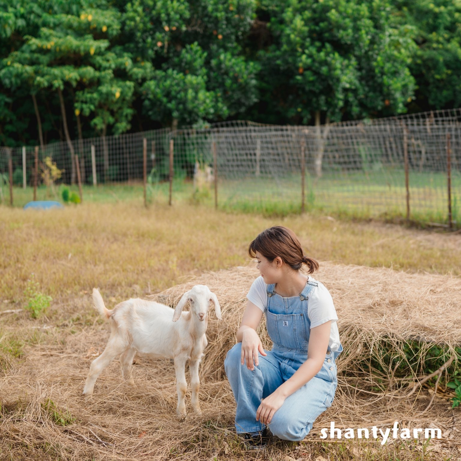 石垣島産 無農薬 島バナナ　１ｋｇ（自然栽培）│Shanty Farm🍌🌿