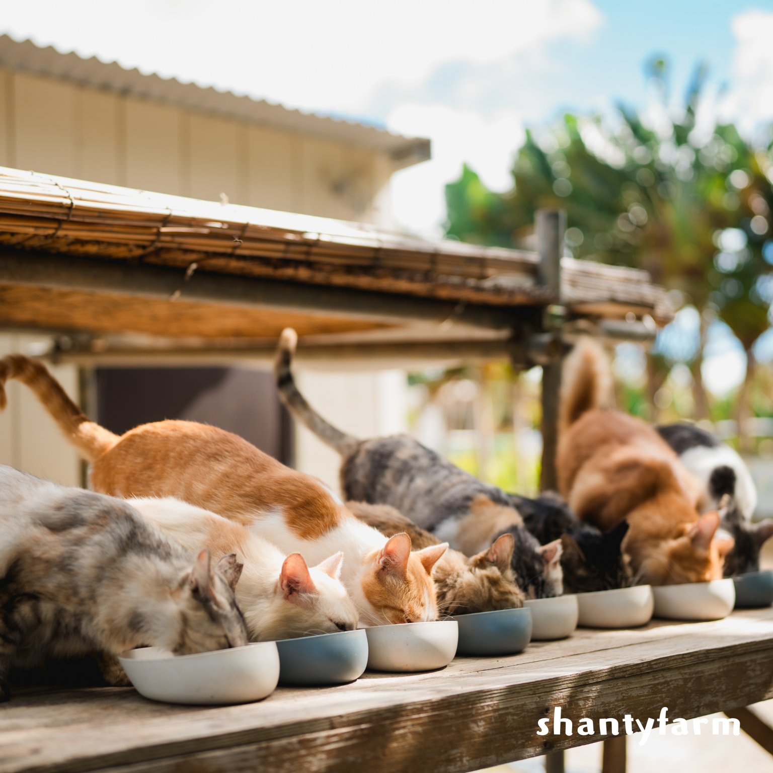 石垣島産 無農薬 島バナナ　１ｋｇ（自然栽培）│Shanty Farm🍌🌿