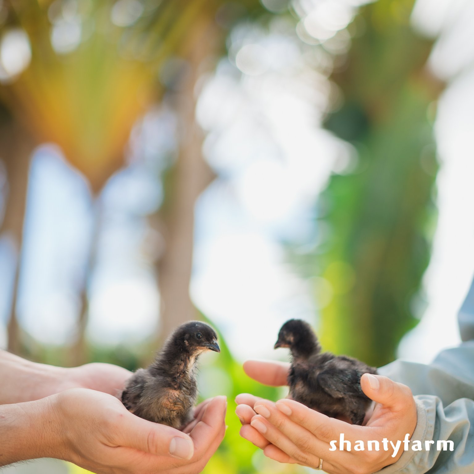 石垣島産 無農薬 島バナナ　１ｋｇ（自然栽培）│Shanty Farm🍌🌿