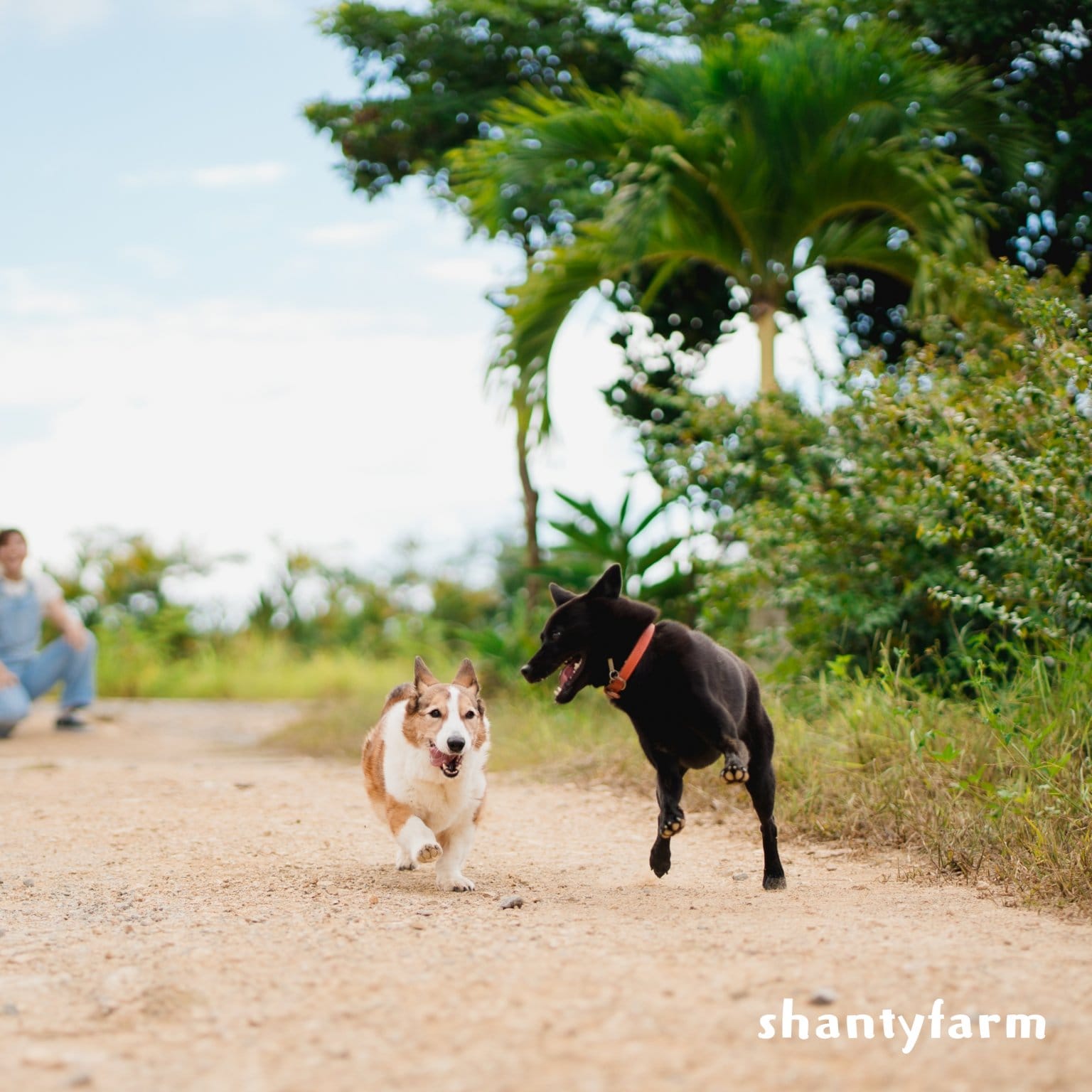 石垣島産 無農薬 島バナナ　１ｋｇ（自然栽培）│Shanty Farm🍌🌿