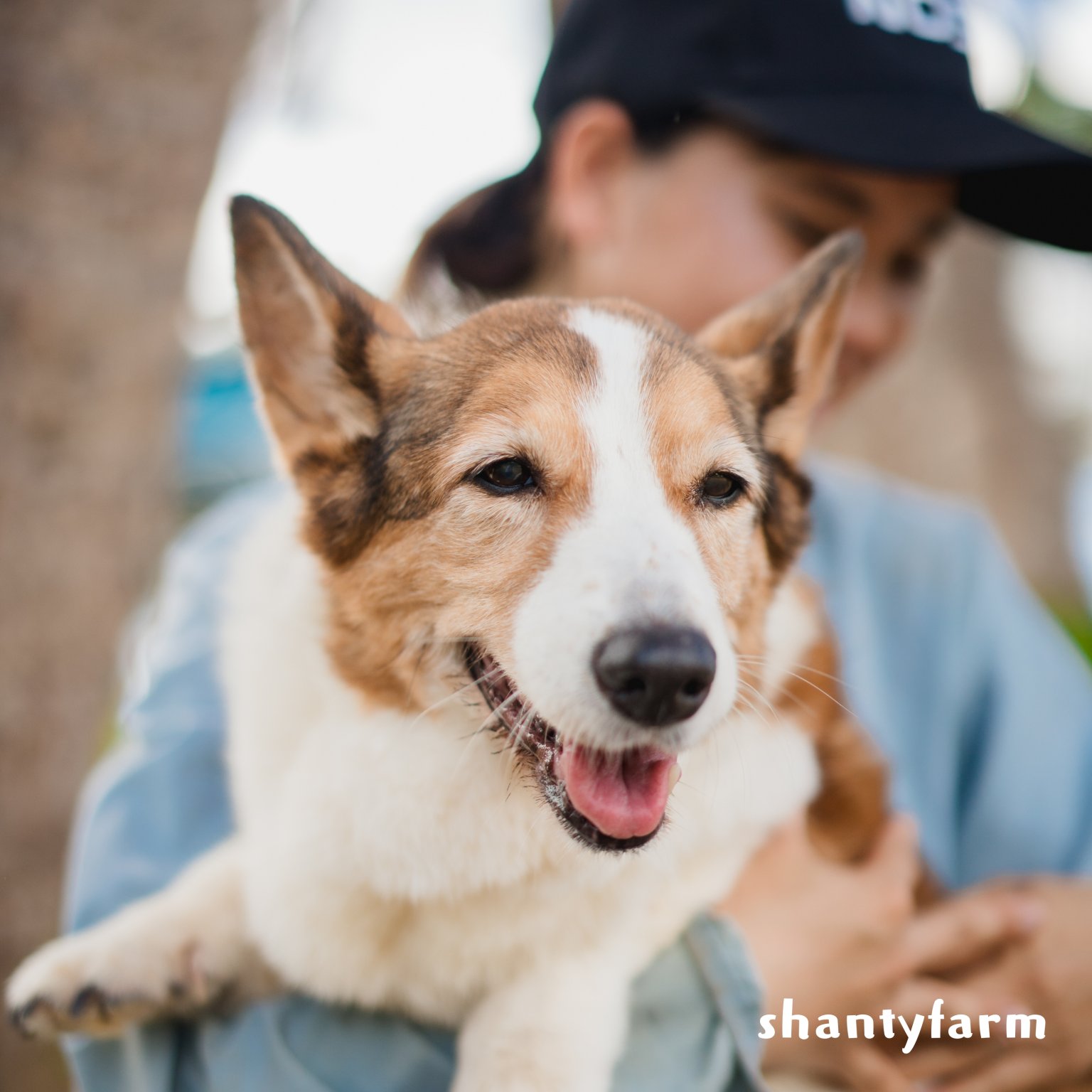 石垣島産 無農薬 島バナナ　１ｋｇ（自然栽培）│Shanty Farm🍌🌿
