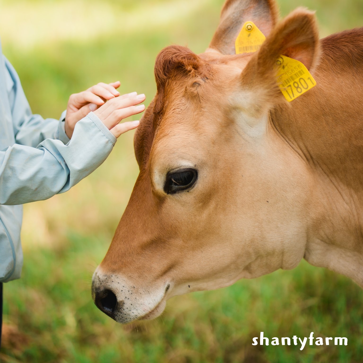 石垣島産 無農薬 島バナナ　１ｋｇ（自然栽培）│Shanty Farm🍌🌿