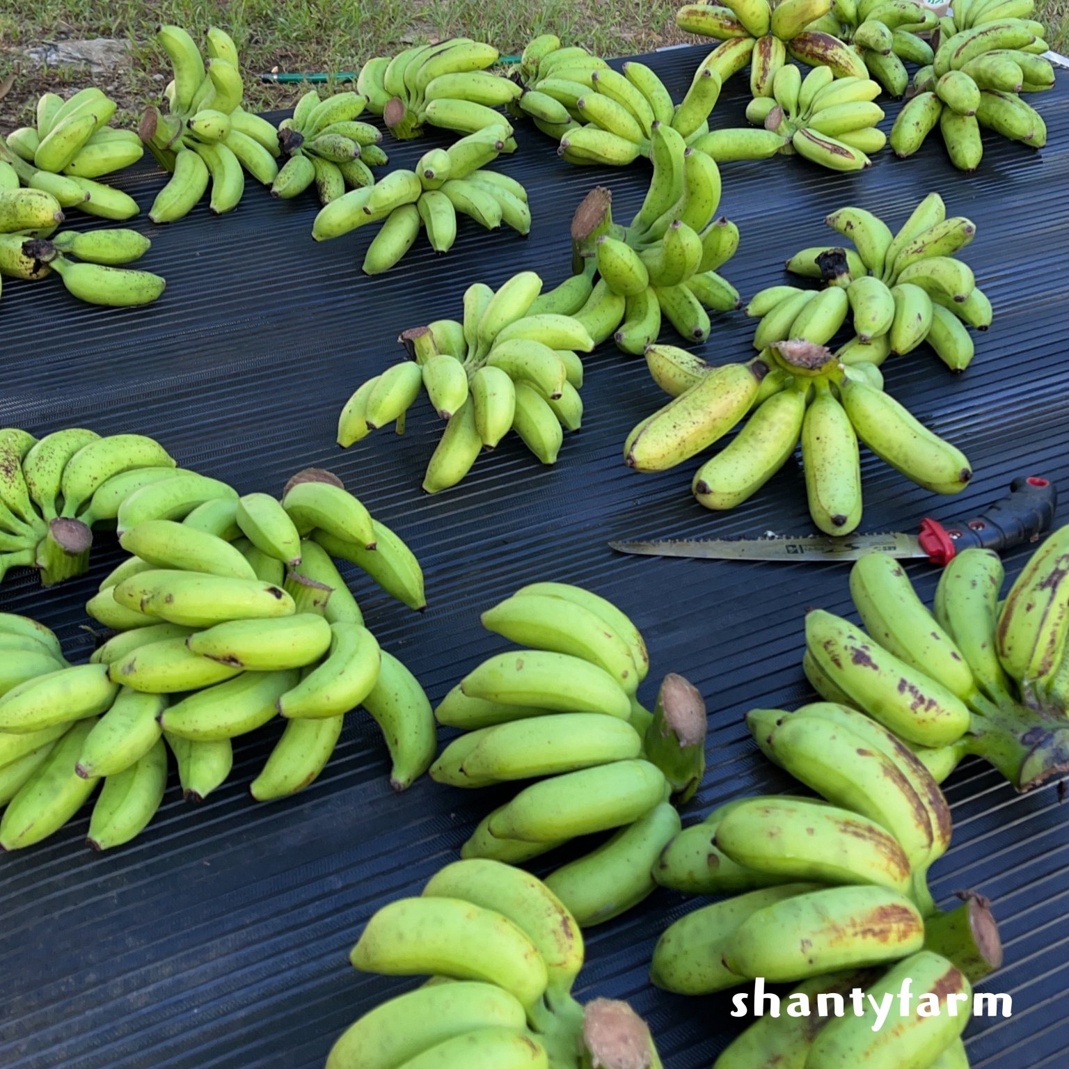 石垣島産 無農薬 島バナナ　１ｋｇ（自然栽培）│Shanty Farm🍌🌿