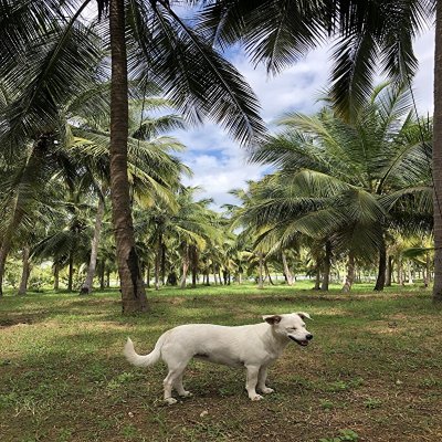 スリランカ留学20日間