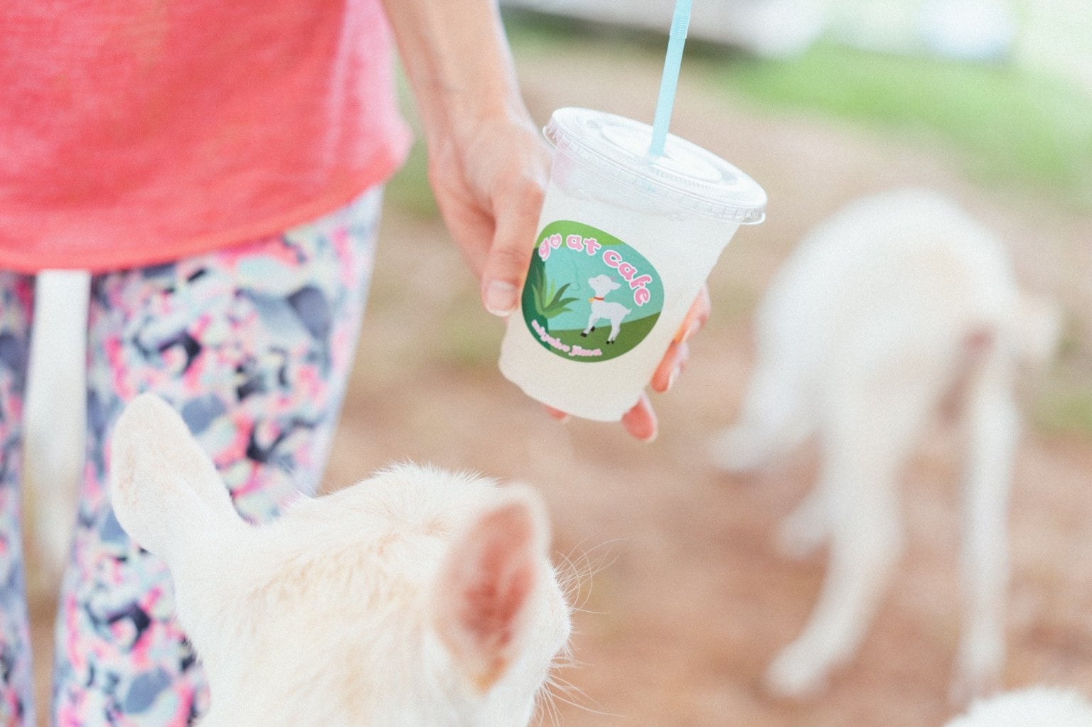 宮古島ヤギヨガレッスン 予約 （入園料別）