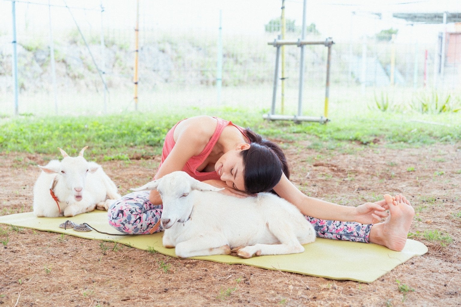 宮古島ヤギヨガレッスン 予約 （入園料別）