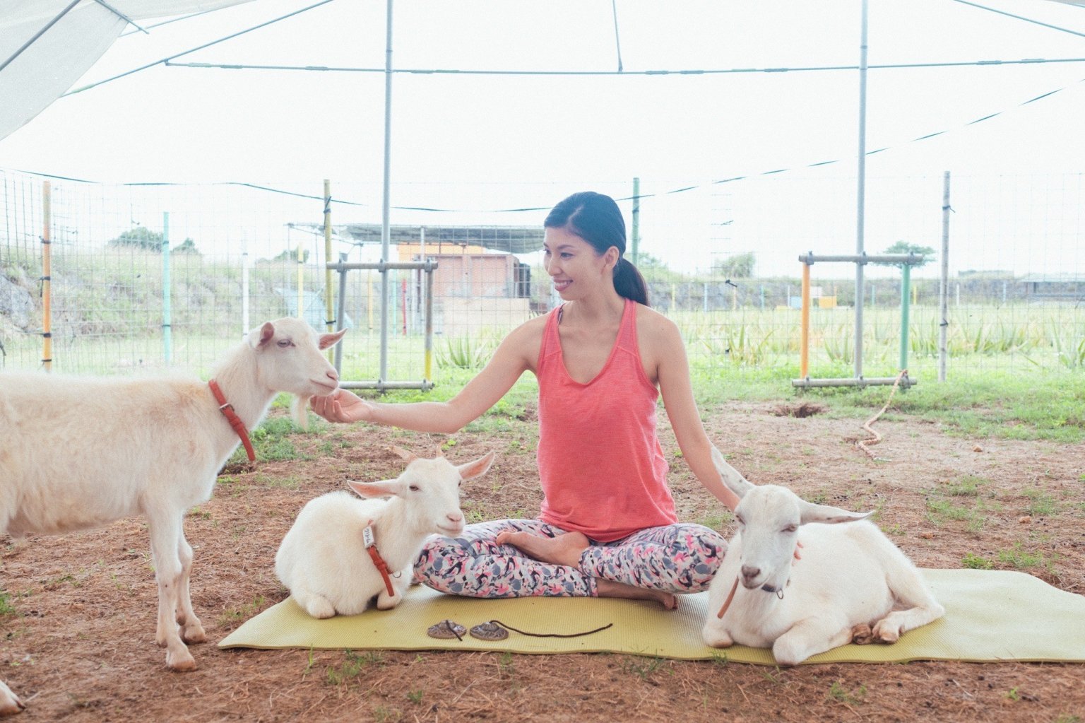 宮古島ヤギヨガレッスン 予約 （入園料別）