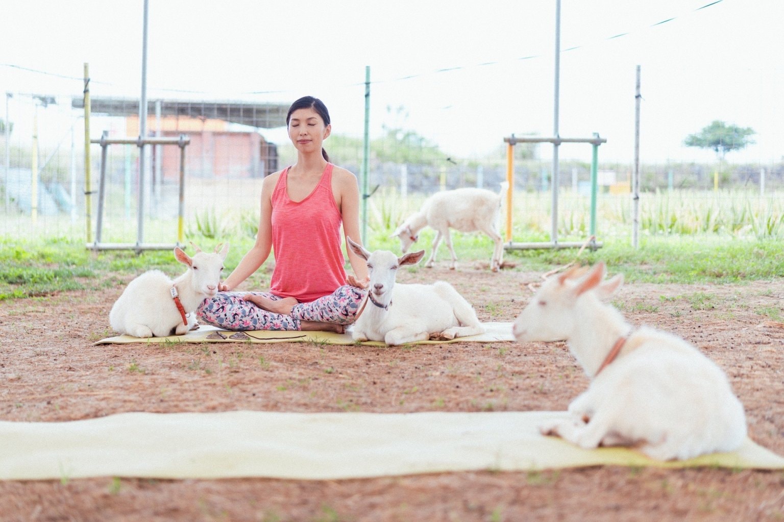 宮古島ヤギヨガレッスン 予約 （入園料別）