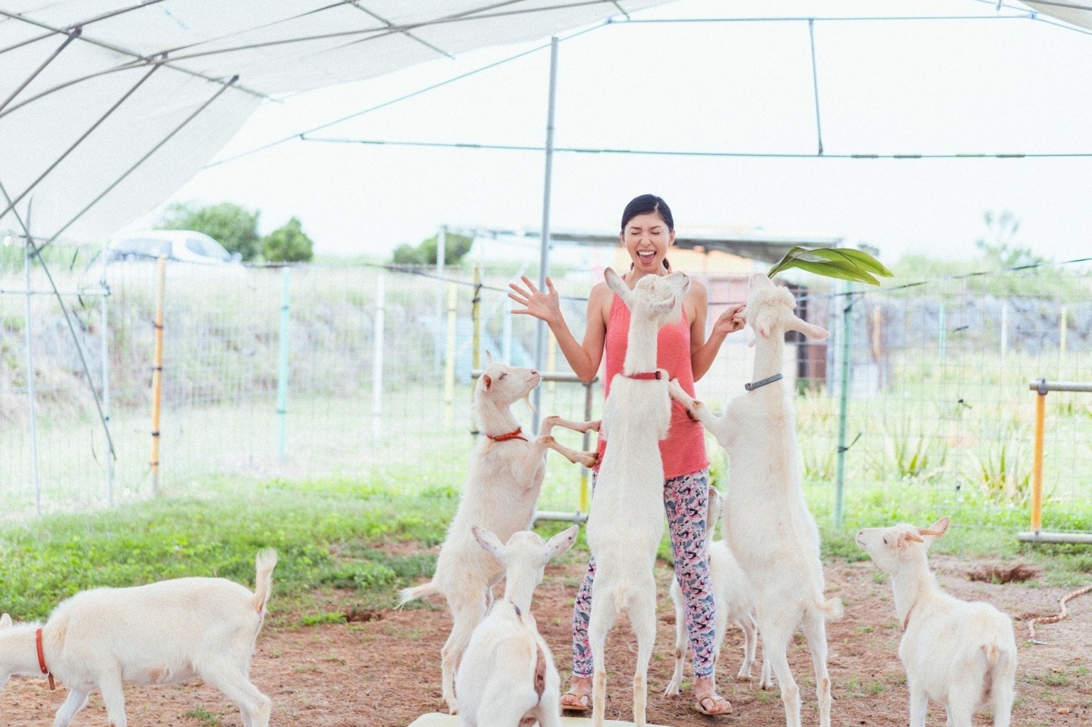 宮古島ヤギヨガレッスン 予約 （入園料別）