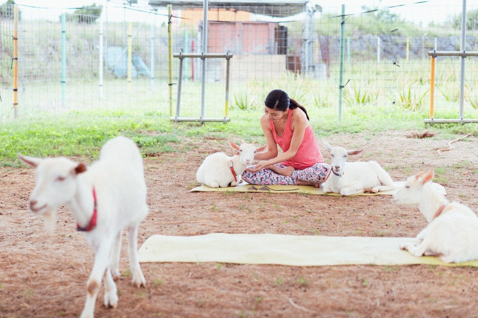 宮古島ヤギヨガレッスン 予約 （入園料別）