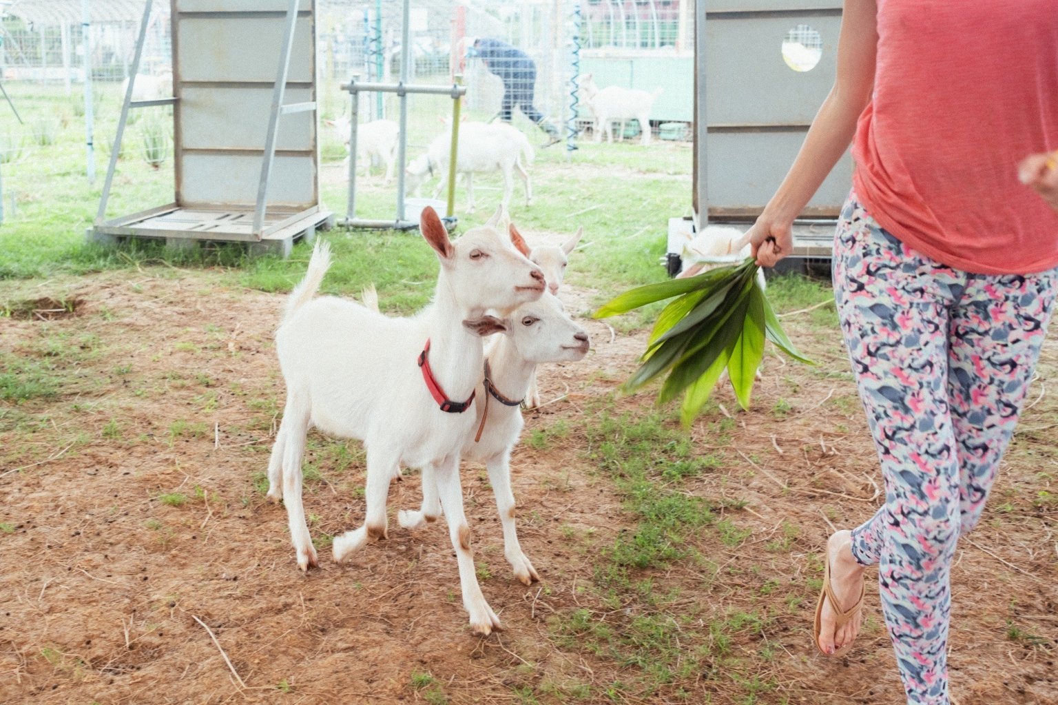宮古島ヤギヨガレッスン 予約 （入園料別）