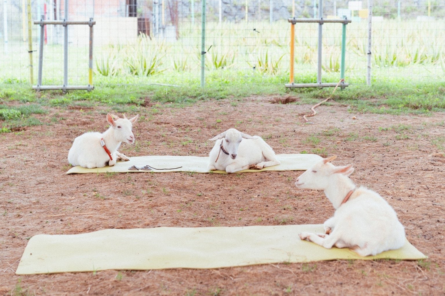 宮古島ヤギヨガレッスン 予約 （入園料別）